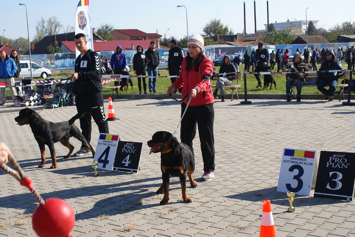 DSC01024 - Expo rottweiler Danubius Klub Romania