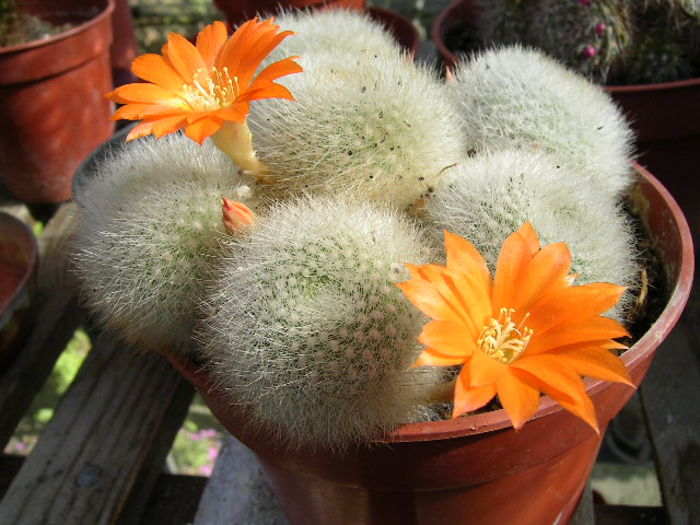 Rebutia_muscula - CACTUSI rog identificare