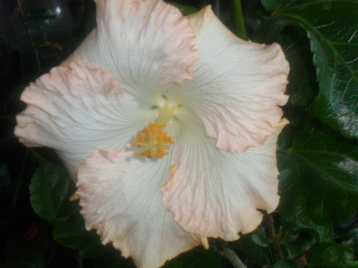 008