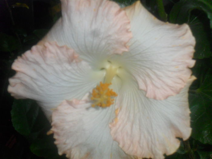 wahine