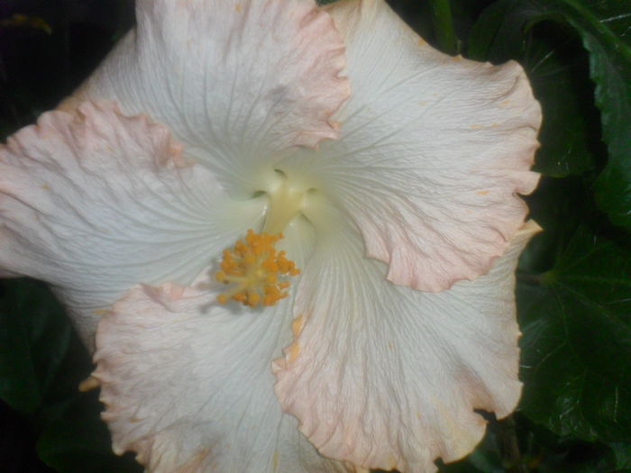 wahine - 000-hibiscusi deosebiti