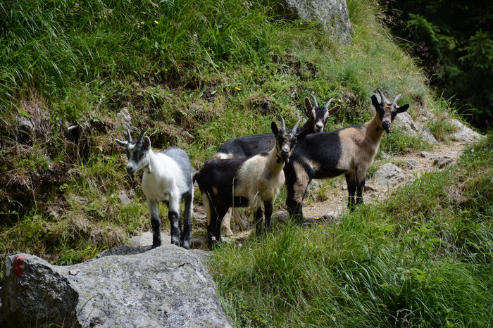 Capre Passiria deosebite-9