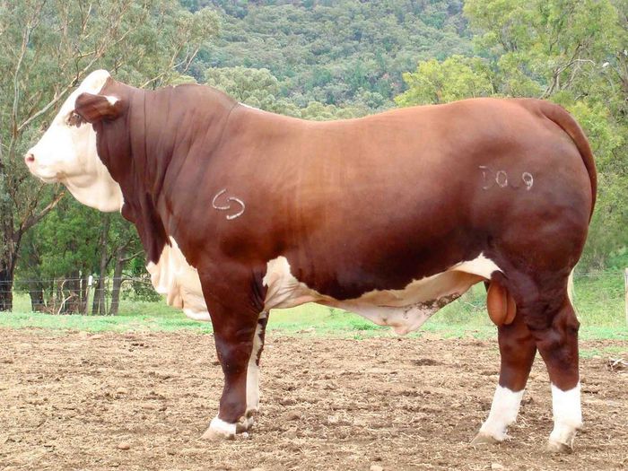 Rasa Red Angus-7 - RASE DE VACI DEOSEBITE