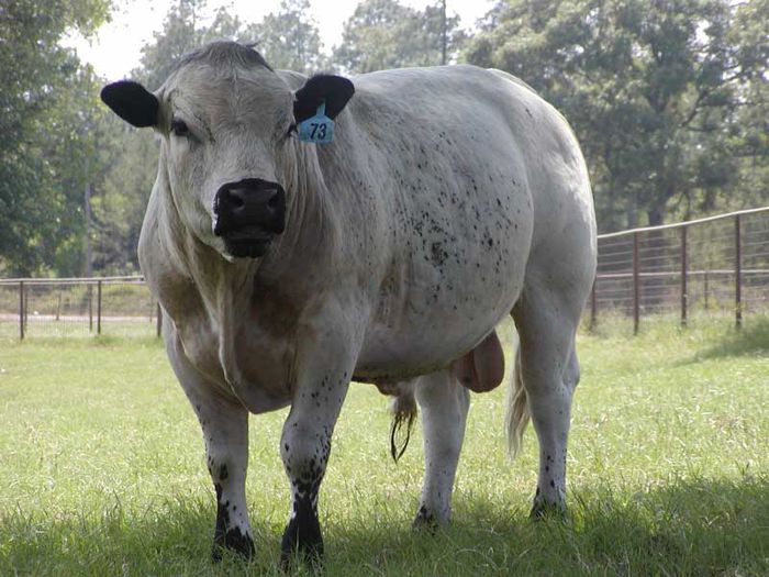 Taur British White-4