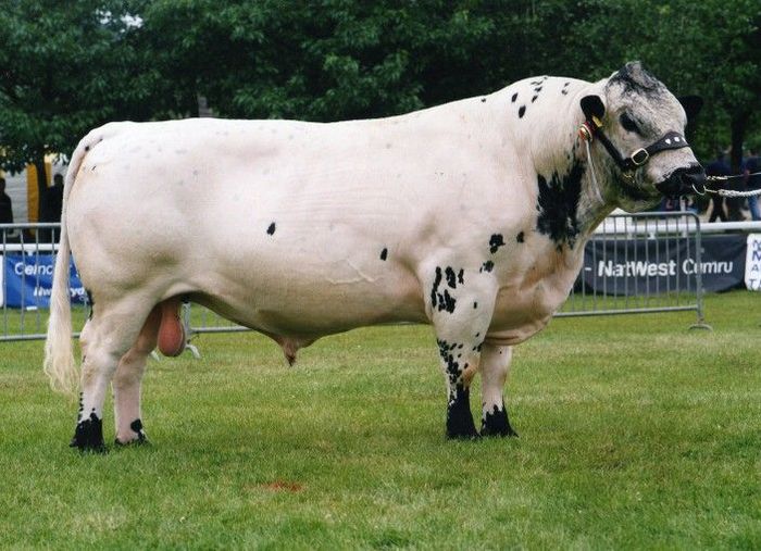 Taur frumos din rasa British White-87