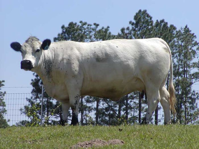 Vaca din rasa British White - RASE DE VACI DEOSEBITE