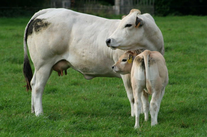 Vaca din rasa Irish Piemontese - RASE DE VACI DEOSEBITE