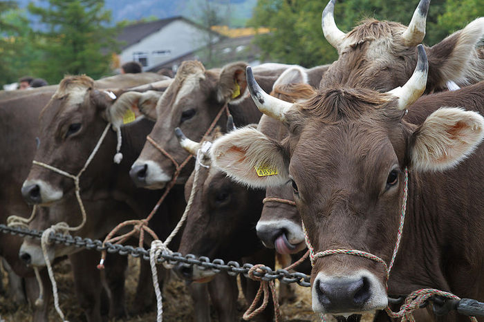 Vacutele din Austria de lapte-89
