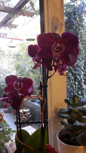 20151103_084142 - orhidee in colectie
