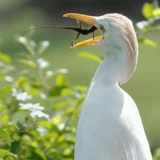 37122_4f9fec5372a6a04fe892e05bd5d583e5_mdsq - BIRDS