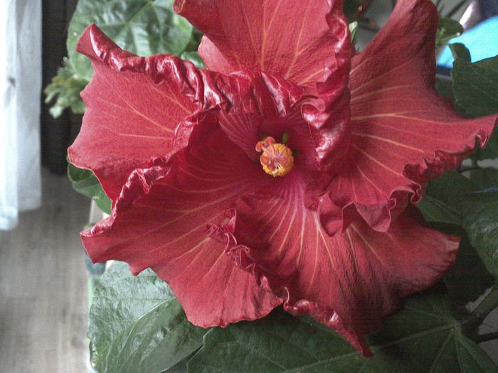 WIN_20151103_075120 - 01Hibiscus