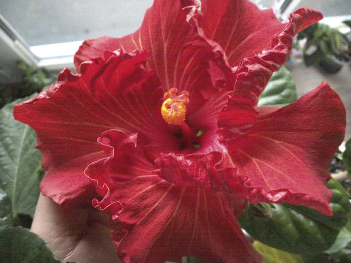 Tahitian Prince of Fire - 01Hibiscus