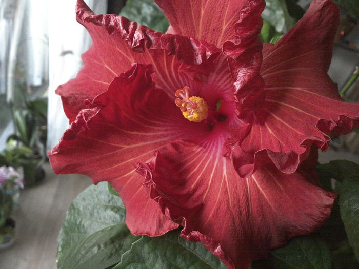 WIN_20151103_075354 - 01Hibiscus
