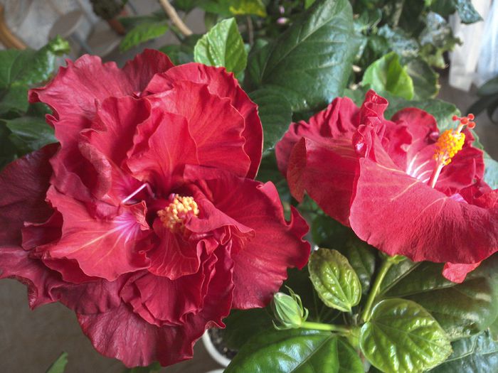 WIN_20151103_091001 - 01Hibiscus