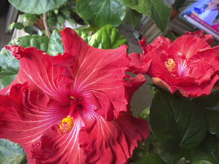 WIN_20151103_091030 - 01Hibiscus