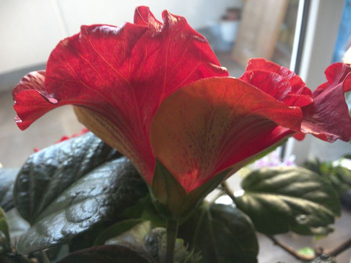 WIN_20151103_091043 - 01Hibiscus