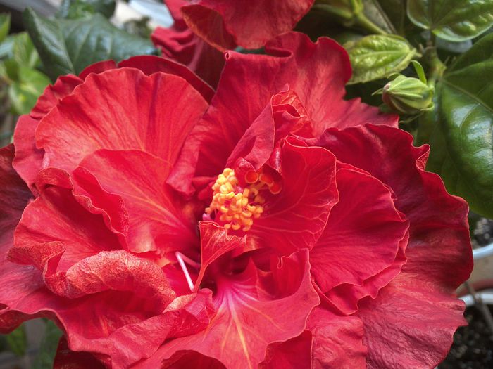 WIN_20151103_091058 - 01Hibiscus
