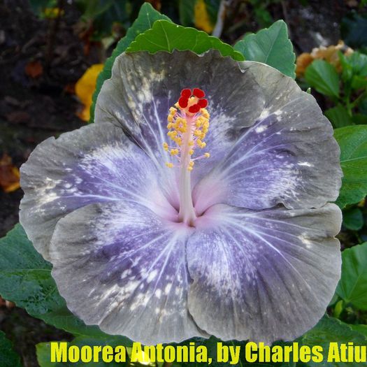 6-moorea-antonia - SEMINTE HIBISCUS TROPICAL DE MOOREA transa limitata OFERTA