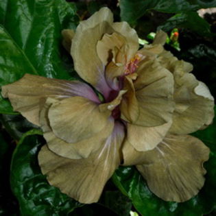 AMMA Cupid's Kiss - SEMINTE HIBISCUS TROPICAL DE MOOREA transa limitata OFERTA