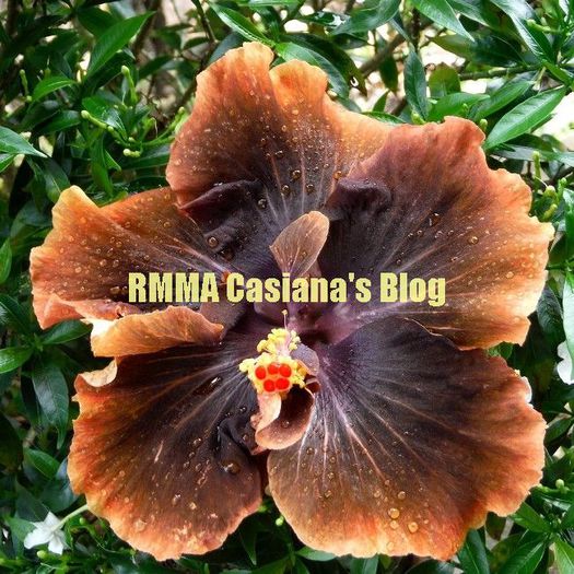 rmma-casianas-blog1 - SEMINTE HIBISCUS TROPICAL DE MOOREA transa limitata OFERTA