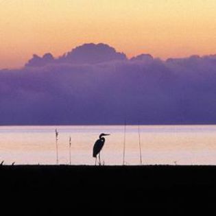 37452_32a07df01b5a20bc0081230d02609d3f_mdsq - BIRDS