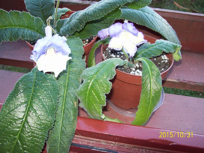 Harlequin Saphire si Nona - Strptocarpusi