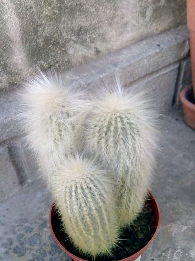 nr.9-cleistocactus straussi - CACTUSI rog identificare