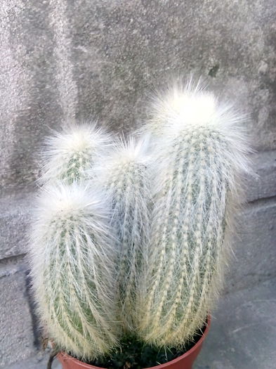 nr.13-cleistocactus straussi 2 - CACTUSI rog identificare