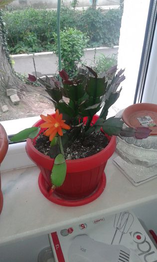 20150525_144837 - alte printese