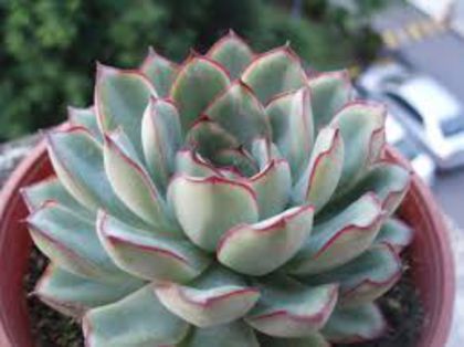 echeveria pulidonis