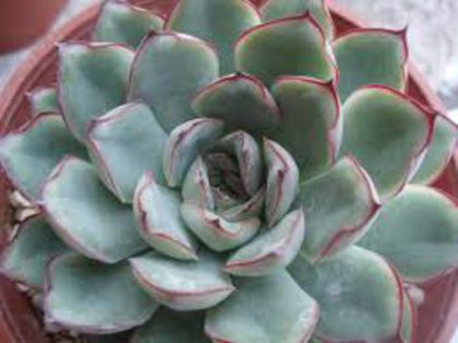echeveria pulidonis; Cea mai noua grasuna achizitionata

