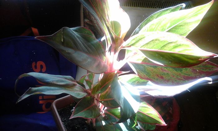 20151103_112542 - aglaonema