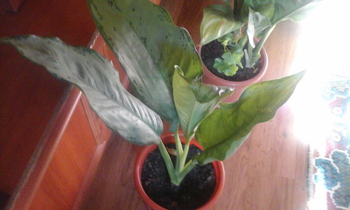 20151103_112926 - aglaonema