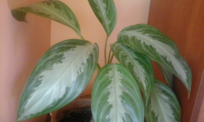 20151103_112650 - aglaonema