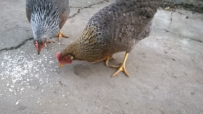 WP_20151103_16_10_34_Pro