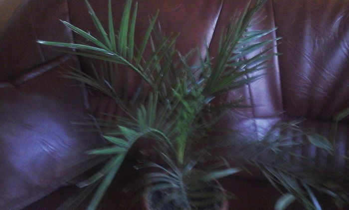 20151103_131029 - palmierii mei