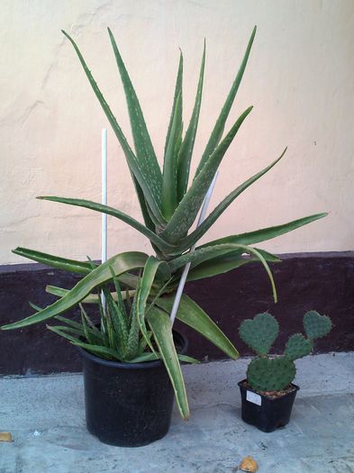 Photo0815 - Aloe Vera-Barbadensis Miller