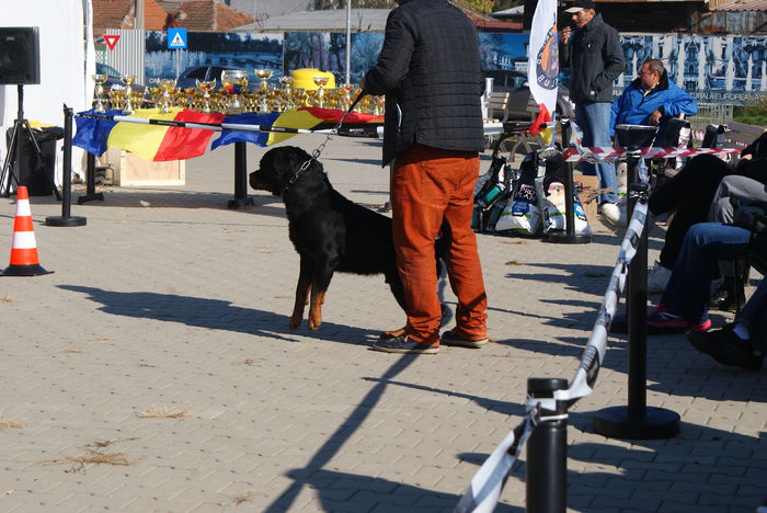 DSC01037 - Expo rottweiler Danubius Klub Romania