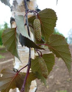 BETULA PENDULA PURPUREA; mesteacan rosu, Inaltimea maxima:10 m,Cresterea:	Medie,Culoarea frunzelor:	Rosii-purpurii
