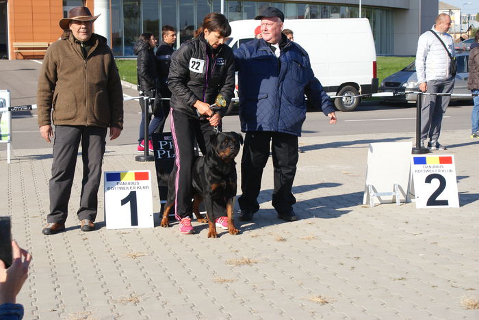 DSC01133 - Expo rottweiler Danubius Klub Romania