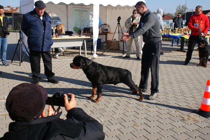 DSC01156 - Expo rottweiler Danubius Klub Romania
