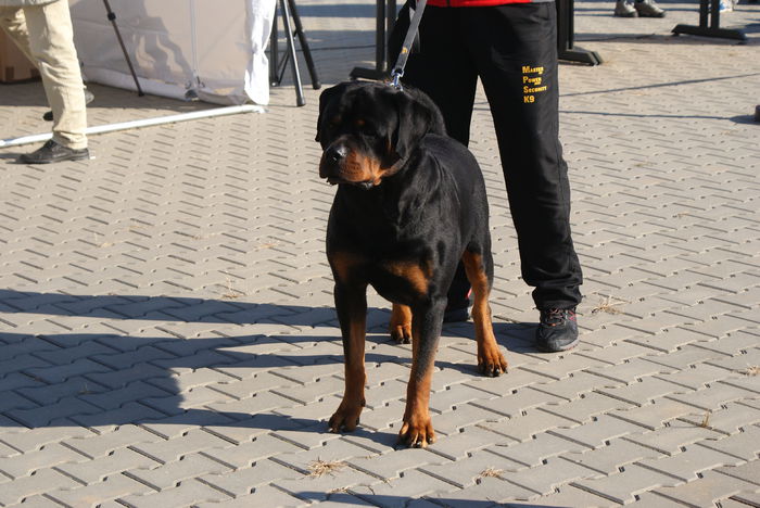 DSC01171 - Expo rottweiler Danubius Klub Romania