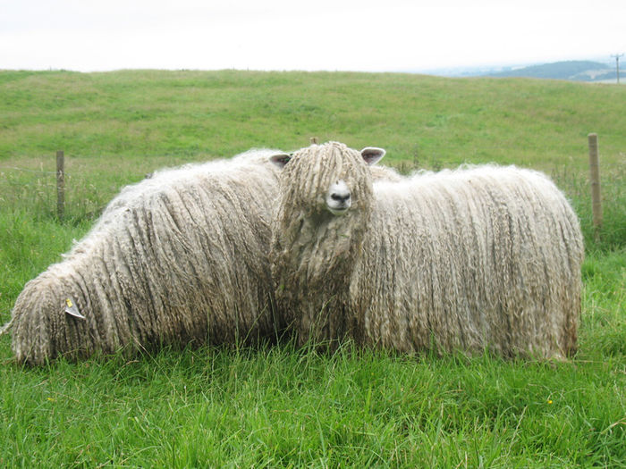 Oi de lana fina
