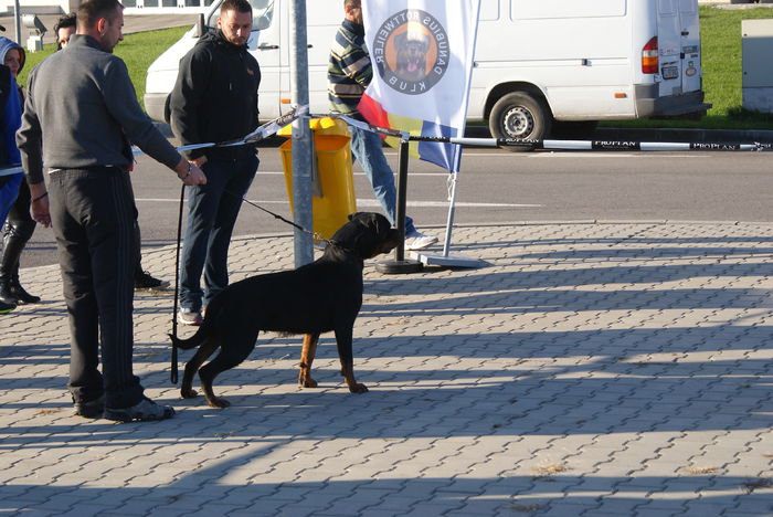 DSC01270 - Expo rottweiler Danubius Klub Romania