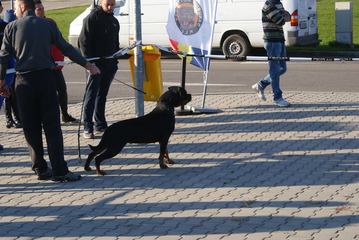 DSC01271 - Expo rottweiler Danubius Klub Romania