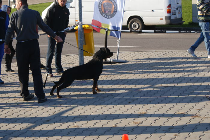 DSC01272 - Expo rottweiler Danubius Klub Romania