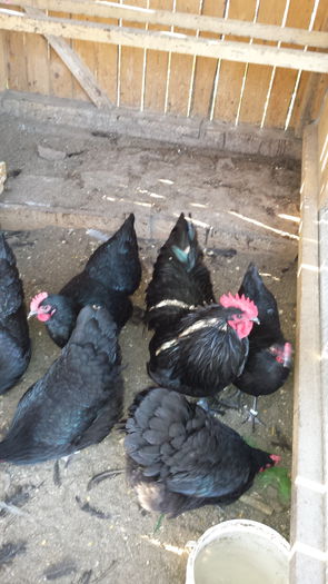 20151103_131435 - Familie Australorp negru pentru2016