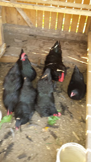 20151103_131412 - Familie Australorp negru pentru2016