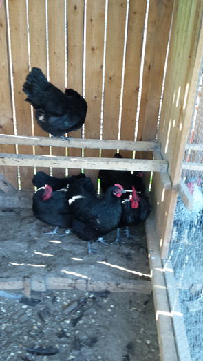 20151103_131342 - Familie Australorp negru pentru2016