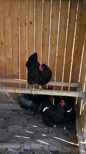 20151103_131328 - Familie Australorp negru pentru2016